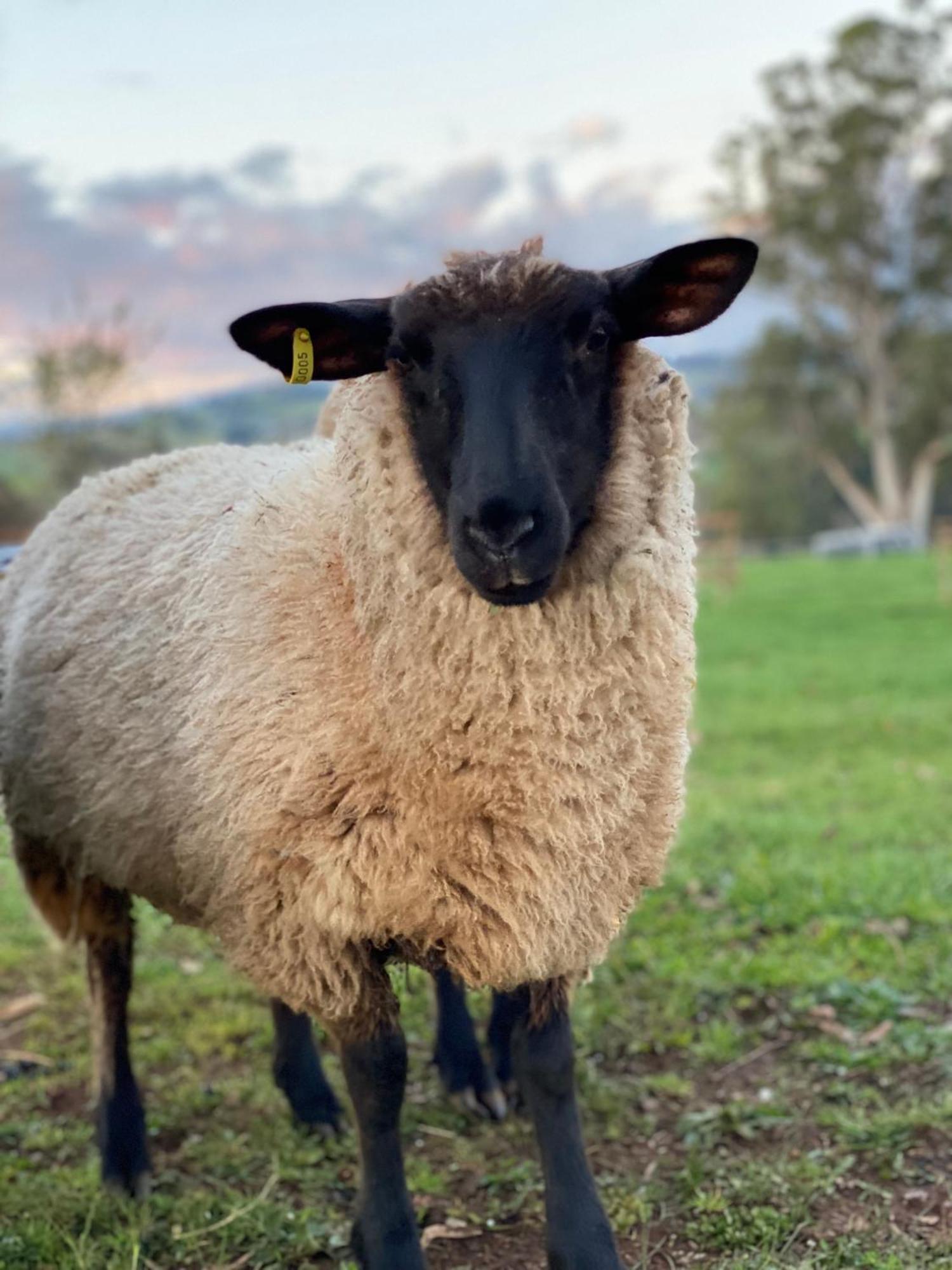 Wake Up To Stunning Views - Luxury Summer Escape By Scotch Hill Truffle Farm Hotel Neerim South Buitenkant foto