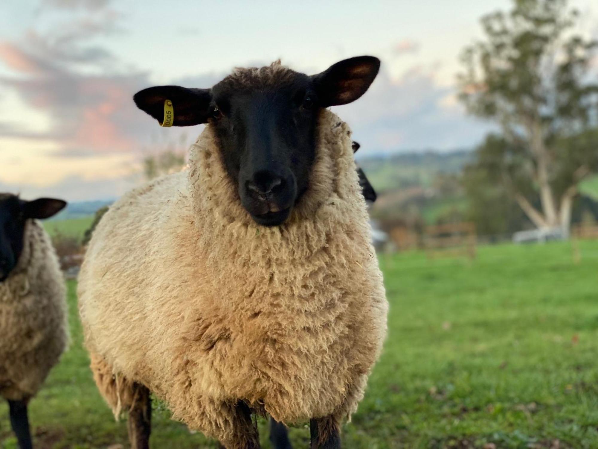 Wake Up To Stunning Views - Luxury Summer Escape By Scotch Hill Truffle Farm Hotel Neerim South Buitenkant foto