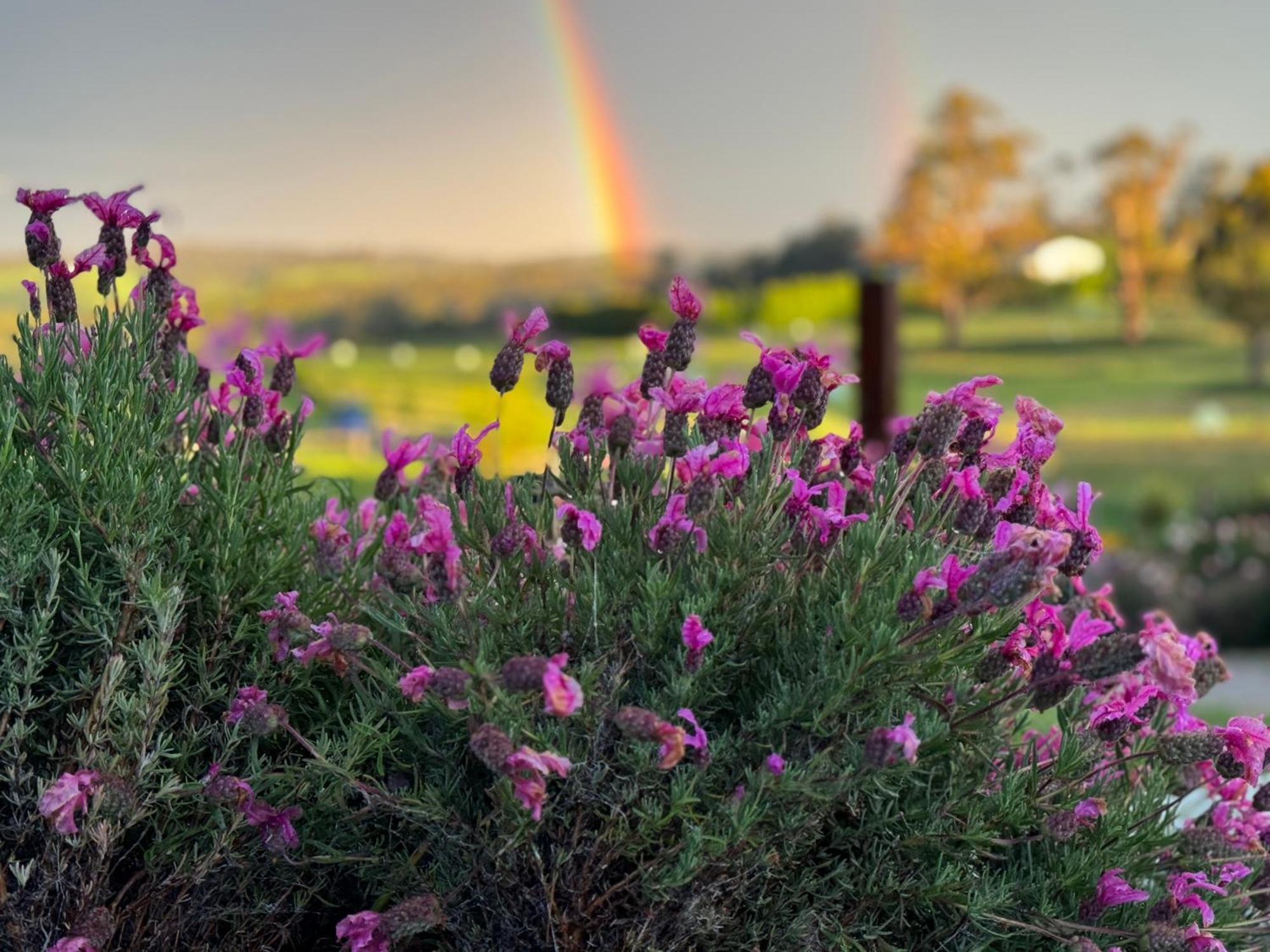 Wake Up To Stunning Views - Luxury Summer Escape By Scotch Hill Truffle Farm Hotel Neerim South Buitenkant foto