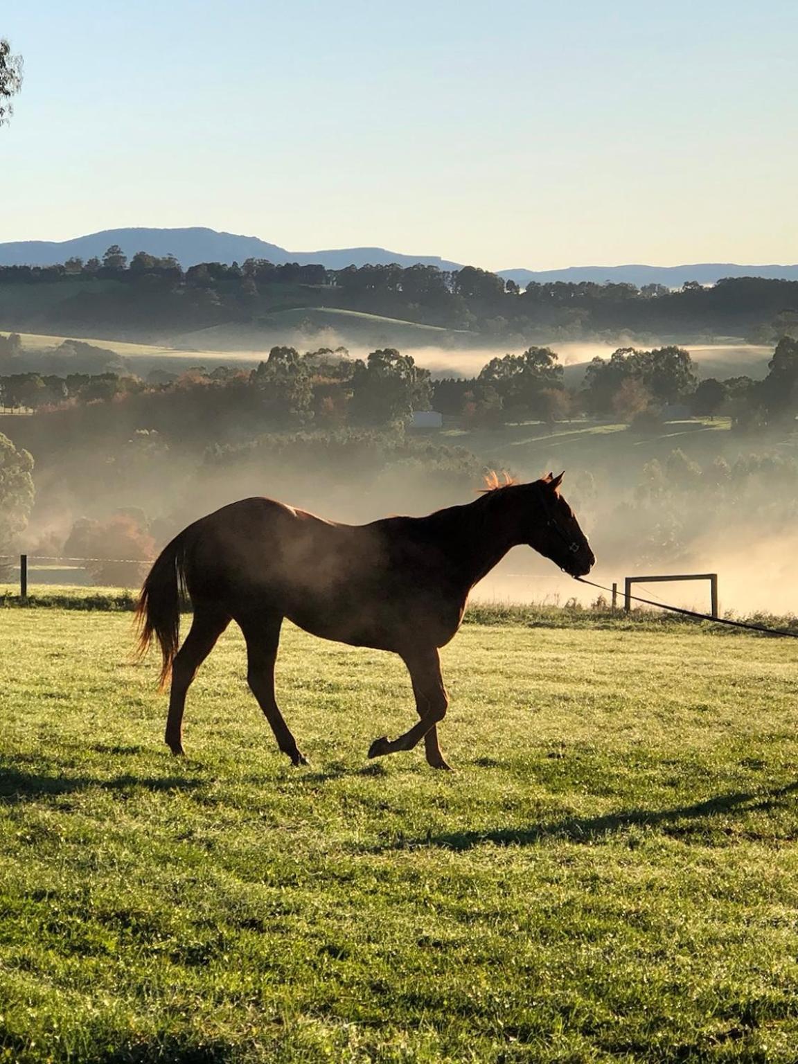 Wake Up To Stunning Views - Luxury Summer Escape By Scotch Hill Truffle Farm Hotel Neerim South Buitenkant foto